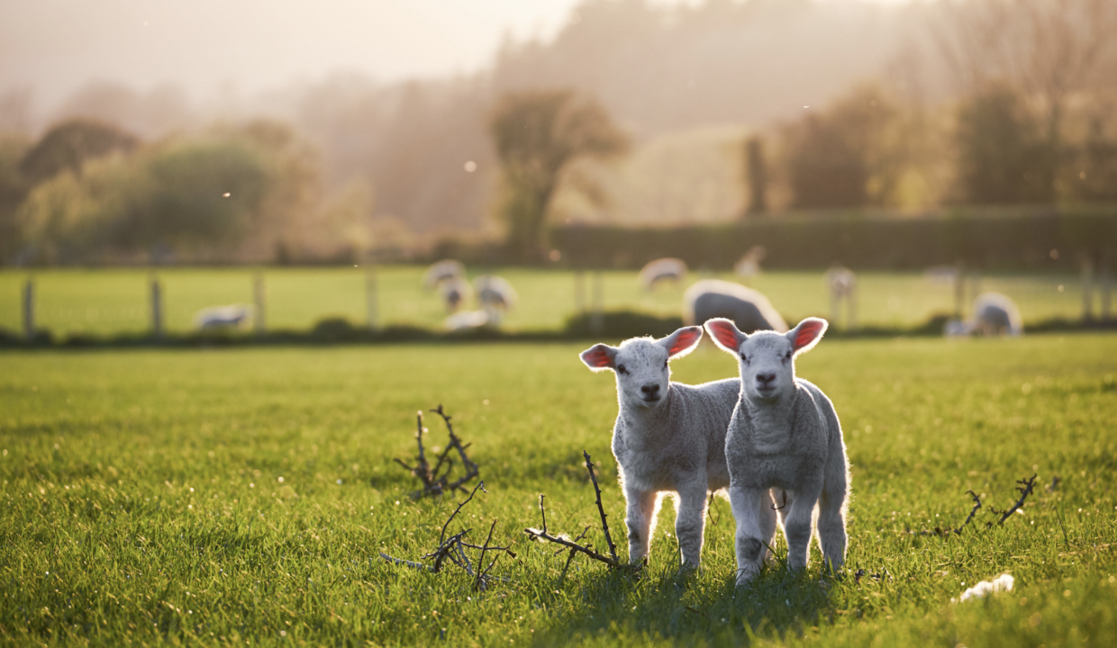 181019588__1766383356-77115-best-livestock-farms-for-sale