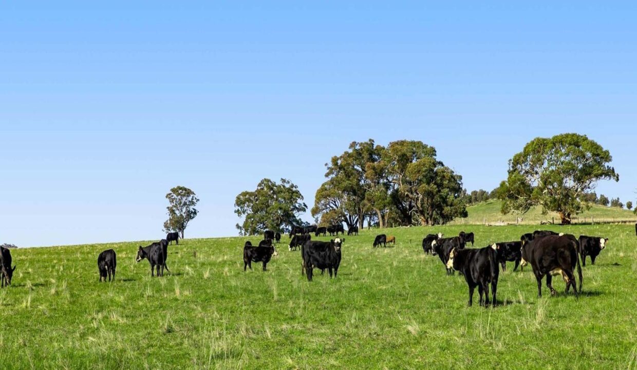 181019590__1766383358-89496-Cow2