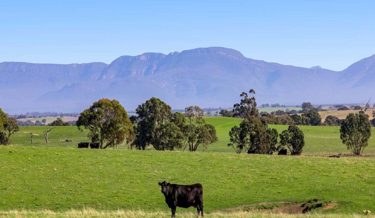 181019591__1766383360-89421-Cowonfarm